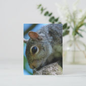 Cartes postales face écureuil (Debout devant)