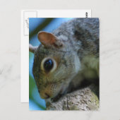 Cartes postales face écureuil (Devant / Derrière)