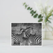 Cartes postales - Famille de Zebra (Debout devant)
