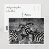 Cartes postales - Famille de Zebra (Devant / Derrière)