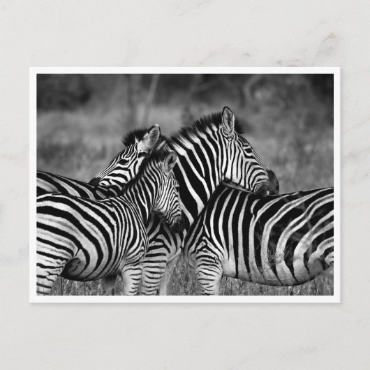 Cartes postales - Famille de Zebra (Devant)