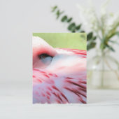 Cartes postales Flamants roses (Debout devant)