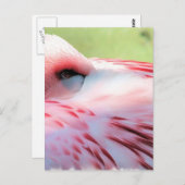 Cartes postales Flamants roses (Devant / Derrière)