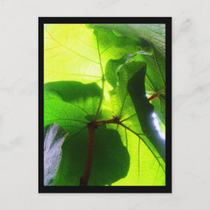Cartes postales-Fleurs de ville-22