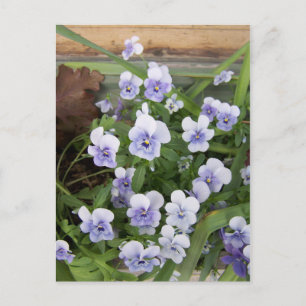 Cartes postales florales de fleurs de violettes vi