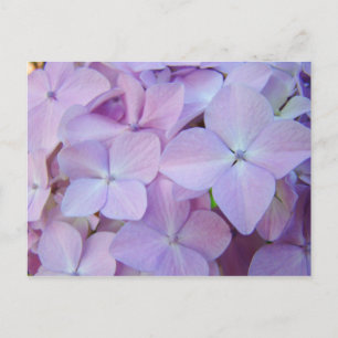 Cartes postales florales Fleurs d'Hortensia Violet