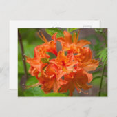 Cartes postales florales Orange Azalea Bush (Devant / Derrière)