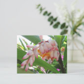 Cartes postales florales Shell Ginger Flowers (Debout devant)