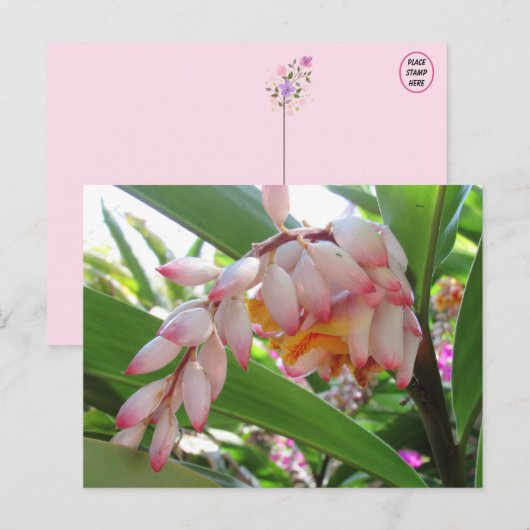 Cartes postales florales Shell Ginger Flowers (Devant / Derrière)