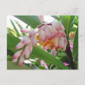 Cartes postales florales Shell Ginger Flowers (Devant)