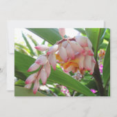 Cartes postales florales Shell Ginger Flowers (Devant)