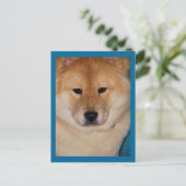 Cartes postales Fluffy Dog (Debout devant)