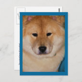 Cartes postales Fluffy Dog (Devant / Derrière)