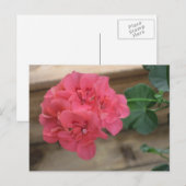 Cartes postales Geraniums roses (Devant / Derrière)