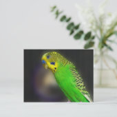 Cartes postales Green Parakee (Debout devant)