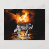 Cartes postales Grey Wolf (Devant)
