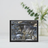Cartes postales Grey Wolf (Debout devant)
