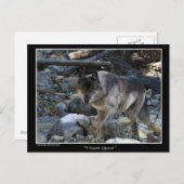Cartes postales Grey Wolf (Devant / Derrière)
