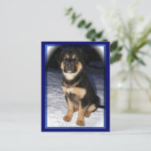 Cartes postales GSD Mix (Debout devant)