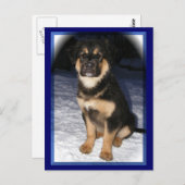 Cartes postales GSD Mix (Devant / Derrière)