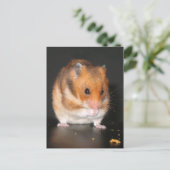 Cartes postales Hamster (Debout devant)