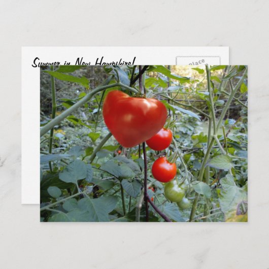 Cartes postales Heart Tomato Summer in New Hampshi (Devant / Derrière)