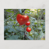 Cartes postales Heart Tomato Summer in New Hampshi (Devant)