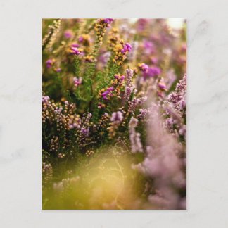 Cartes postales Heather Grouse Floral Nature Autom