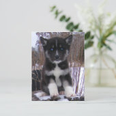 Cartes postales Husky Puppy (Debout devant)