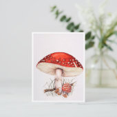Cartes postales - Illustration des champignons de (Debout devant)