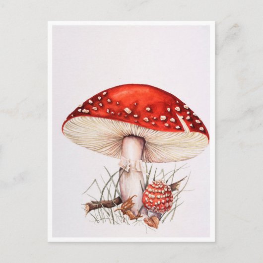Cartes postales - Illustration des champignons de (Devant)