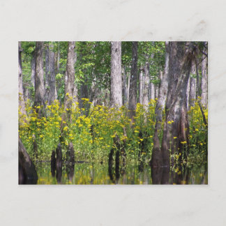 Cartes postales jaunes