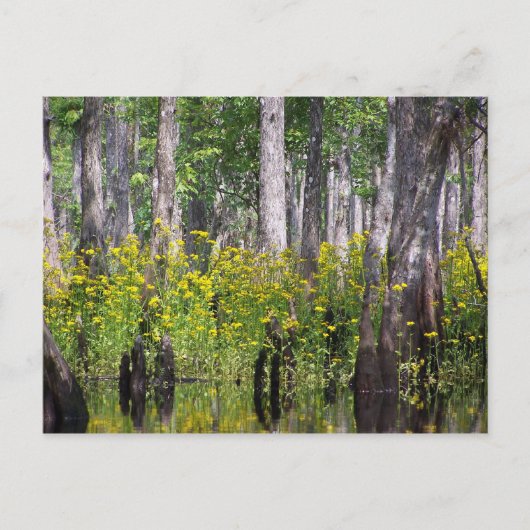 Cartes postales jaunes (Devant)