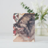 Cartes postales Keeshond (Debout devant)