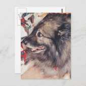 Cartes postales Keeshond (Devant / Derrière)