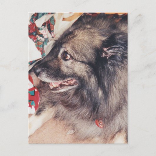 Cartes postales Keeshond (Devant)