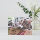 Cartes postales Kittens (Debout devant)