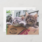 Cartes postales Kittens (Devant / Derrière)