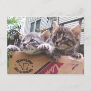 Cartes postales Kittens