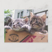 Cartes postales Kittens (Devant)