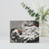 Cartes postales Ladybugs (Debout devant)
