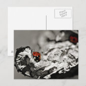 Cartes postales Ladybugs (Devant / Derrière)