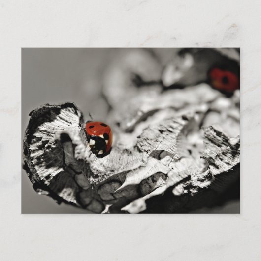 Cartes postales Ladybugs (Devant)