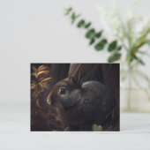 Cartes Postales Lapin (Debout devant)