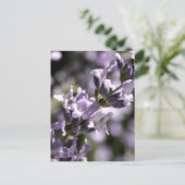 Cartes postales Lavender Herbs (Debout devant)