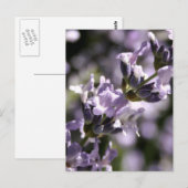 Cartes postales Lavender Herbs (Devant / Derrière)