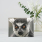 Cartes postales Lemur Face (Debout devant)