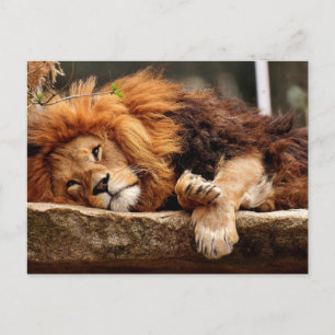 Cartes postales LION RELAXING