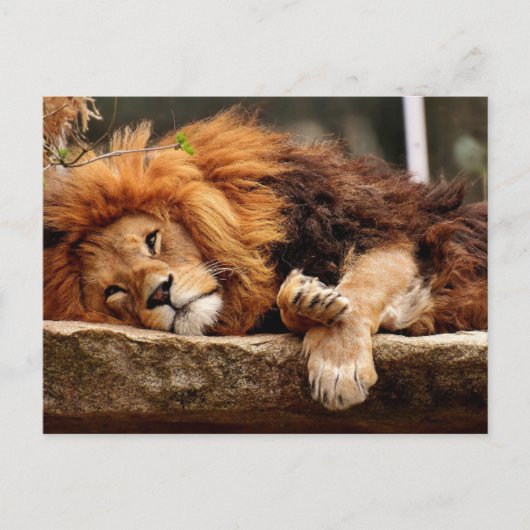 Cartes postales LION RELAXING (Devant)