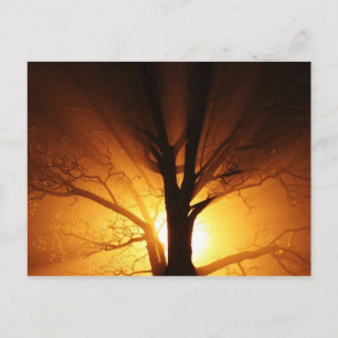 Cartes Postales Lumière